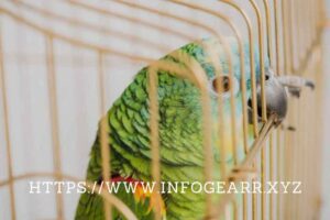 How do I create a safe and comfortable environment for my exotic bird?