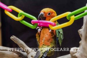 What kind of toys and enrichment do exotic birds need to stay mentally stimulated?