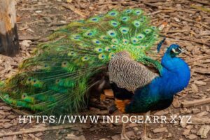 Is peacock an exotic bird?