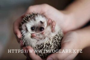 What kind of habitat does my small exotic mammal need to stay healthy and happy?