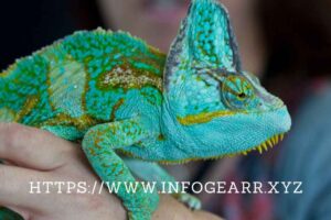 What are some of the behavioral characteristics of exotic reptiles?