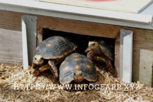 How can I find a reputable breeder or seller for exotic amphibians? How can I find a reputable breeder or seller for exotic amphibians?