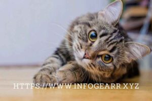 What are some common exotic cat breeds? - Ultimate Guide What are some common exotic cat breeds? - Ultimate Guide