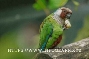 What kind of diet do exotic birds need? - Ultimate Guide
