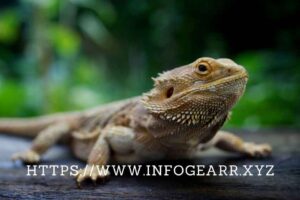 What are some of the potential benefits of owning and caring for exotic reptiles? What are some of the potential benefits of owning and caring for exotic reptiles?