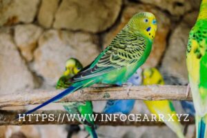Can I keep exotic birds legally in India? - Complete Guide