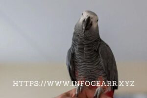 Which exotic bird has the largest human vocabulary?